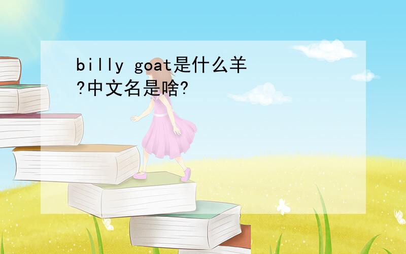 billy goat是什么羊?中文名是啥?